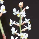 Ludisia discolor